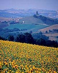 il maiale: prodotti tipi ci marche